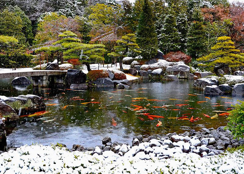 姫路の本格的な日本庭園『好古園』