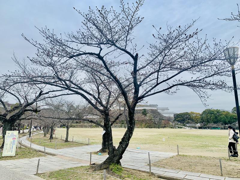 姫路城に桜の開花基準木があるって知ってる？？🌸