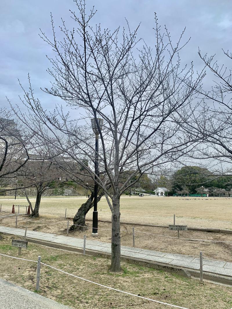 Do you know that there is a cherry blossoming table in Himeji Castle? ? 🌸 